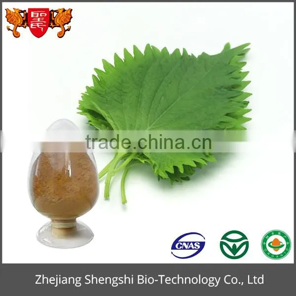 Best Price Food Grade Product Green Organic Mulberry Leaf Extract Powder photo-6