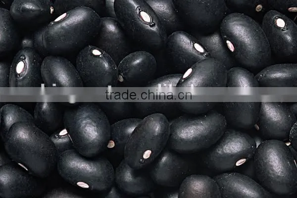 Supply Black Beans With Best Price and Good Quality for Sale photo-3