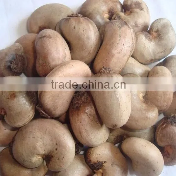 Raw Cashew Nuts With Specification / Dried Raw Cashew Nuts