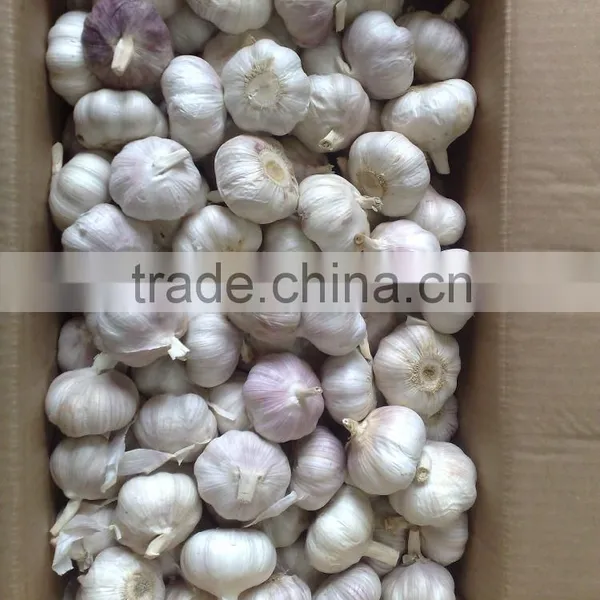 WHITE GARLIC (SKYPE: VISIMEX10) photo-6
