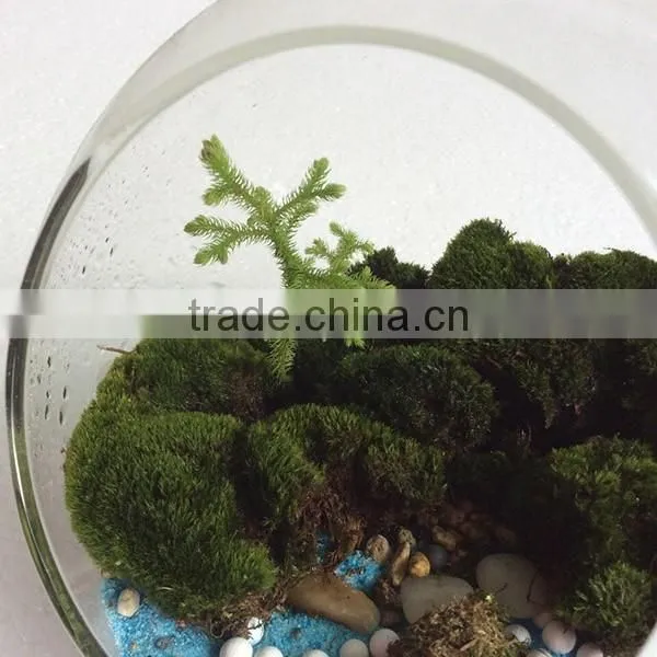 DIY Accessories Natural Moss Decorative Green Moss for Micro Landscape photo-3