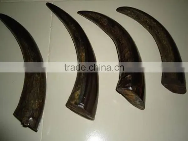 Buffalo Horn Solid Tips photo-4