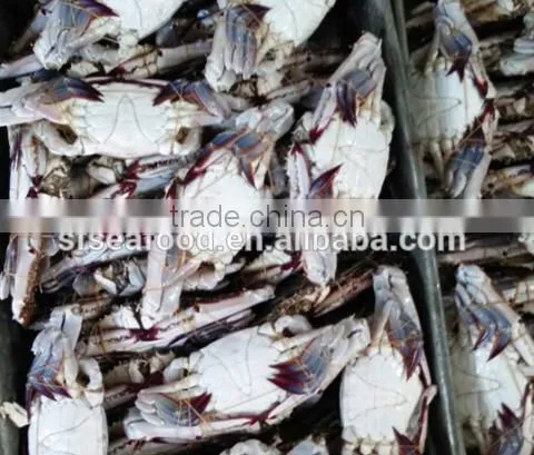 pollock fish is a fish of crab