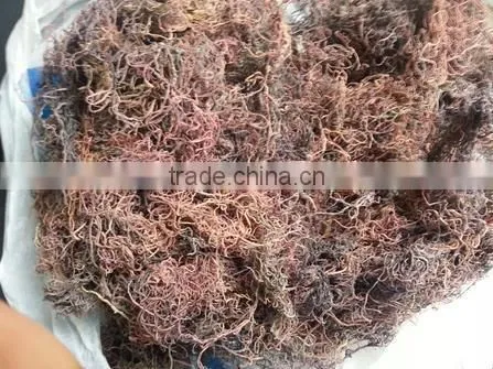 Gracilaria, Euchema Spinosum And Cottoni Seaweeds photo-5