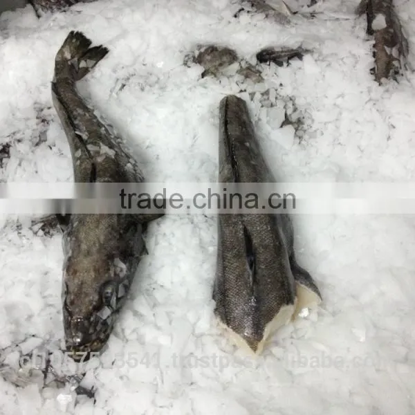 Patagonian Toothfish or Real Chilean Seabass photo-6