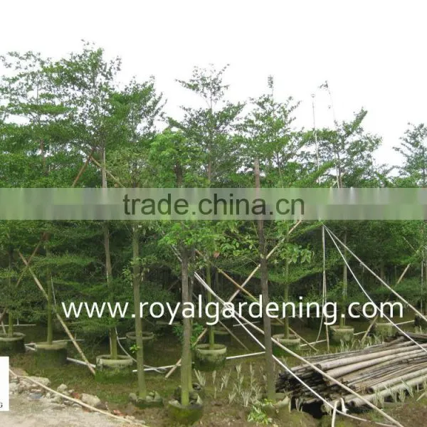 Terminalia Mantaly Tropical Trees High 4-9m,dia 6-13cm photo-2