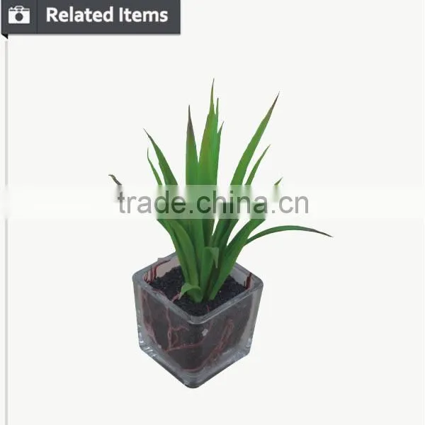 Mini Decorative Home and Office Table Potted Succulent Plant photo-3