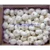 Pure Chinese White & Normal Garlic photo-3