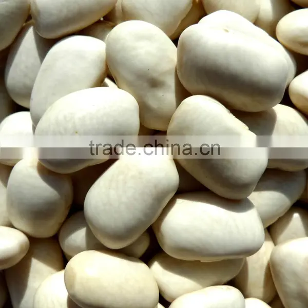 Organic White Kidney Bean photo-2