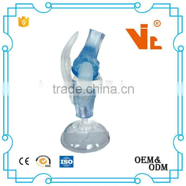 V-AM036 Plastic Human Knee Anatomic Model photo-3