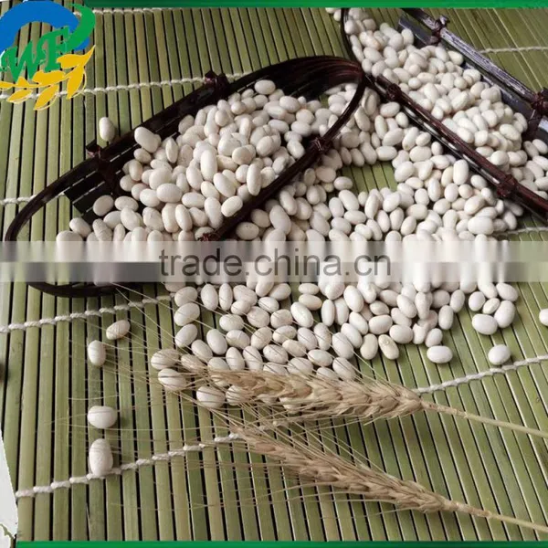 Chinese White Kidney Beans (japanese Type) photo-2