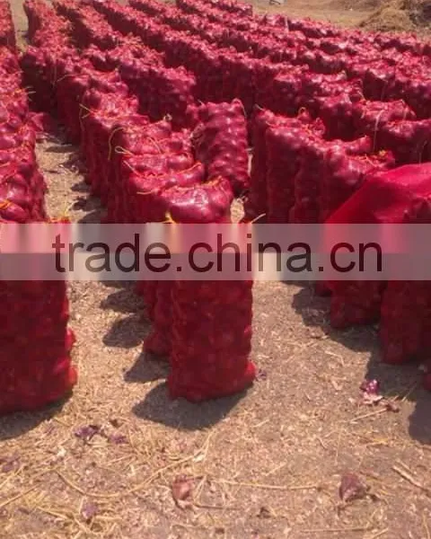 Red Onion Fresh Red Onion for Export photo-5