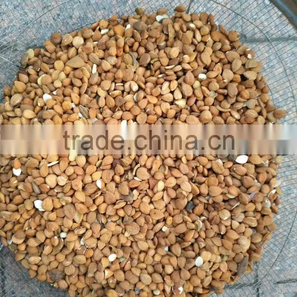 High Capacity Almond Color Sorter Machine in China photo-4