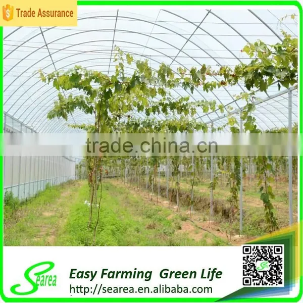 Grape Growing Agriculture Green House for Sale photo-2