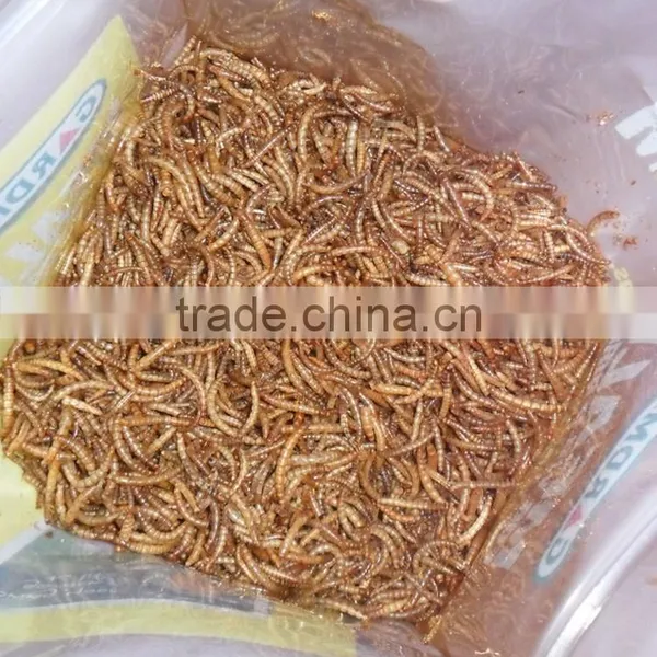 Pet Food Manufacturer Organic Chicken Feed Mealworms, Mealworms High Protein Bird Food photo-2