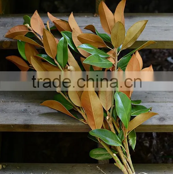 Real Preserved Magnolia Leaves Magnolia Branches for Export photo-2