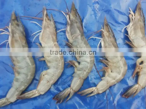 Vannamei Shrimp photo-6