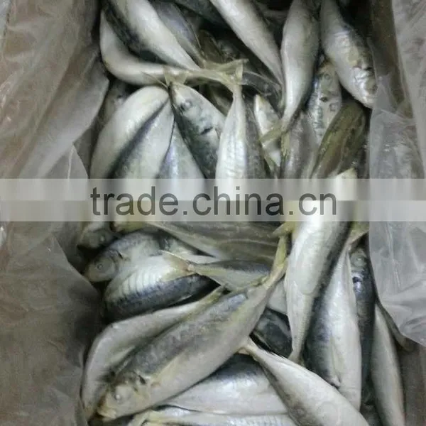 Sea Frozen Horse Mackerel photo-3