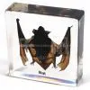 QF Educational Embedded Specimen Teaching Specimen - Bat