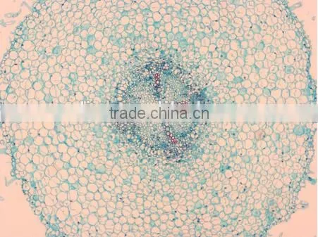 Plant Root Slides , Plant Root Tip Slides , Root Slides of Botany, Root Slides of Root photo-3