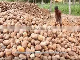 Fresh and Young Semi Husked Coco photo-6