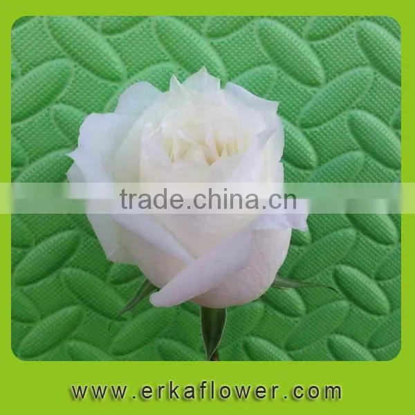 Wide Varieties Newest Fresh Climbing Roses photo-5