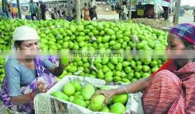 Green Mangoes photo-6