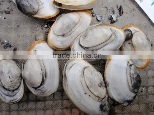 High Density Plastic Flat Netting for Oyster photo-3
