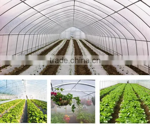 Low Cost Hot Galvanized Steel Plastic Sheet Tomato Greenhouse Farming in Tanzania photo-4