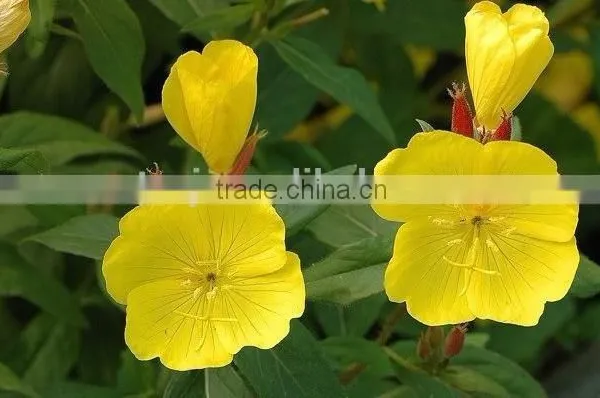 GMP Health Food Evening Primrose Oil Softgel Capsules photo-2