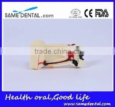 Dental Model School Teaching Dental Eduction Assitant No. DEA-15 4 Times Integrated Pathology Model photo-3