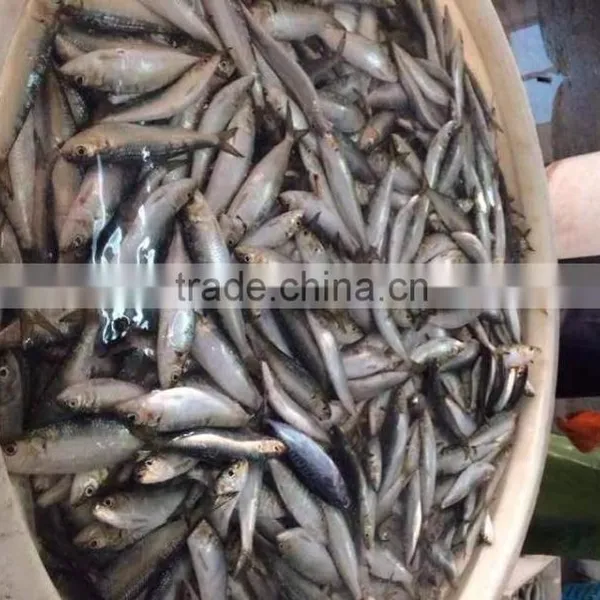 Bait Sardines From Chinese Factory photo-2