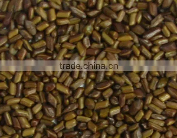 Cassia Tora Seeds photo-3