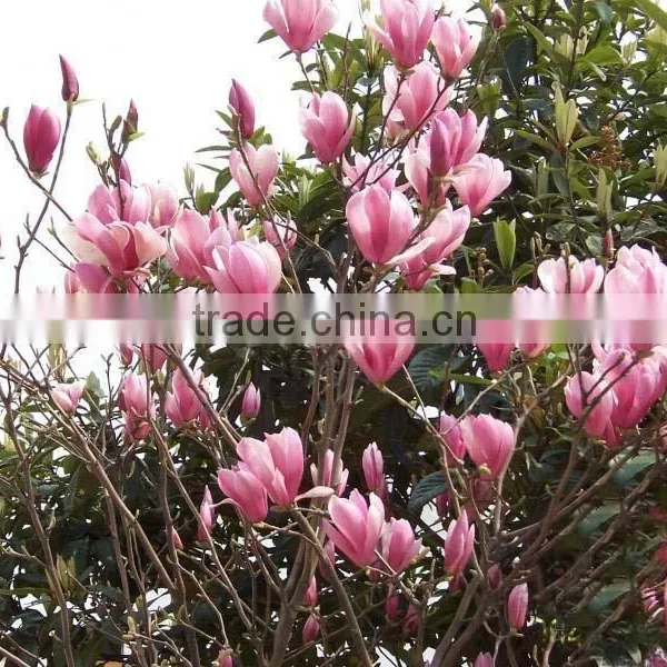 2016 Newest Purple Magnolia Seeds Mulan Tree Seeds For Planting photo-6