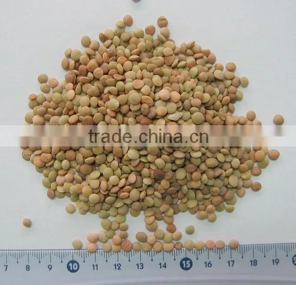 Hot Products Grade A Sunflower Seeds photo-3