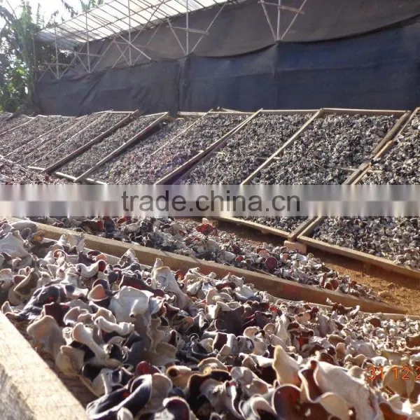 Dried Black Fungus; Champignon Noir; Mu-Err Pilze, Wood Ear Mushroom photo-5