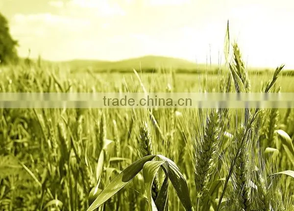 2016 China Latest Organic Fertilizer Manufacturing Plant photo-3