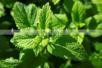 Mint Leaf Multiple Layer Stainless Steel Conveyor Dryer photo-5