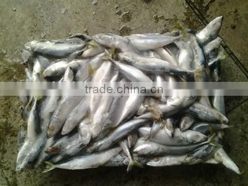 2016 Best Quality Canned Sardine From China photo-2
