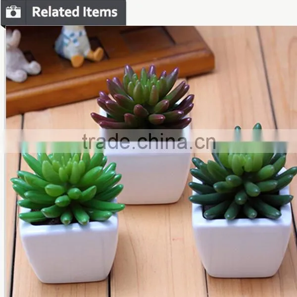 Wholesale China Succulent Plants With Pots photo-4
