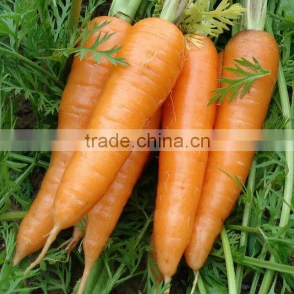 Carrot Type and Umbelliferous Vegetabless Product Type Fresh Carrots for Sale NOW