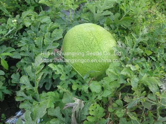 Big Pearl Light Green Hybrid Watermelon Seed photo-2