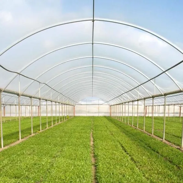 6 Mil Transparent UV Protection Greenhouse Film Vegetable Flower Protection Rain Proof Cover Poly Sheeting photo-5