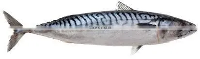 WR Atlantic Mackerel