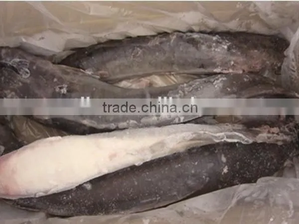 Frozen Catfish (Silurus Asotus) Fish to Africa photo-2