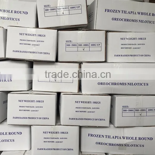 FROZEN BIG TILAPIA WHOLE ROUND HOT SALE IN AFRICA photo-2