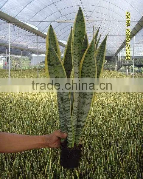 Sansevieria Laurentii