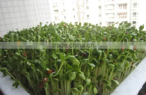 Soybean Mung Bean Sprouts Machine/bean Sprouts Making Machine/automatic Bean Sprouts Machine photo-3