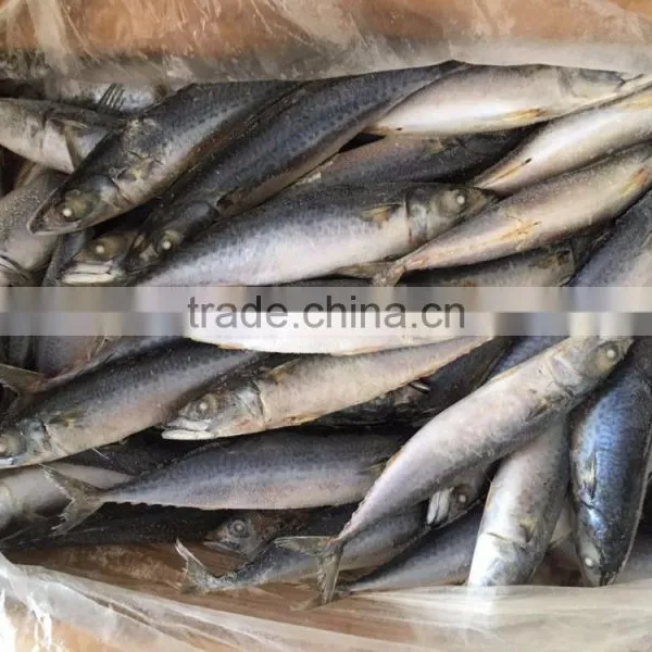 Frozen Pacific Mackerel/frozen Japanese Mackerel photo-5