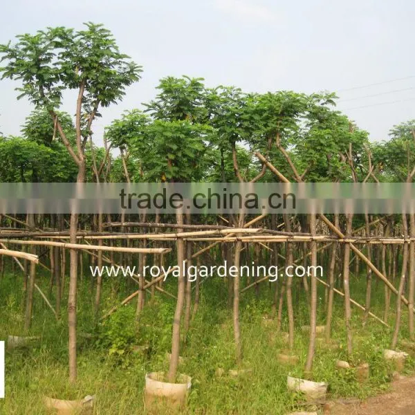 Cassia Surattensis for Landscaping photo-2